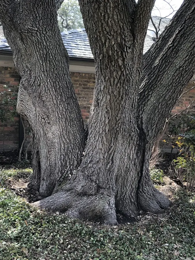 Mature heritage tree close to a Carnelian Bay property cared for by certified arborists